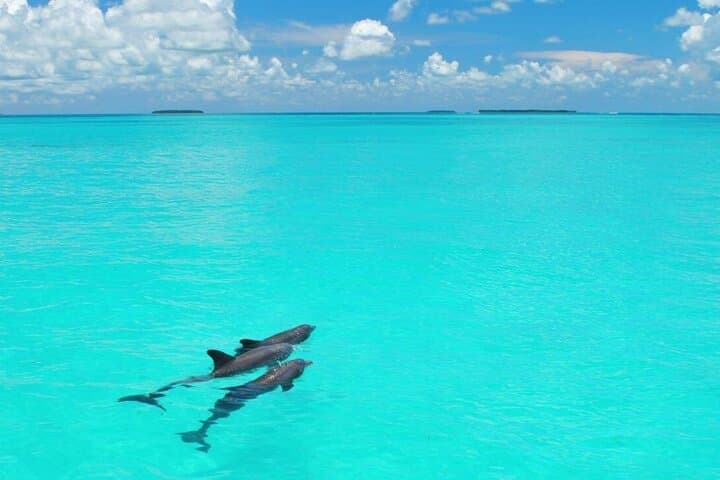 Miami to Key West Dolphin Watch and Reef Snorkel Day Trip photo 4