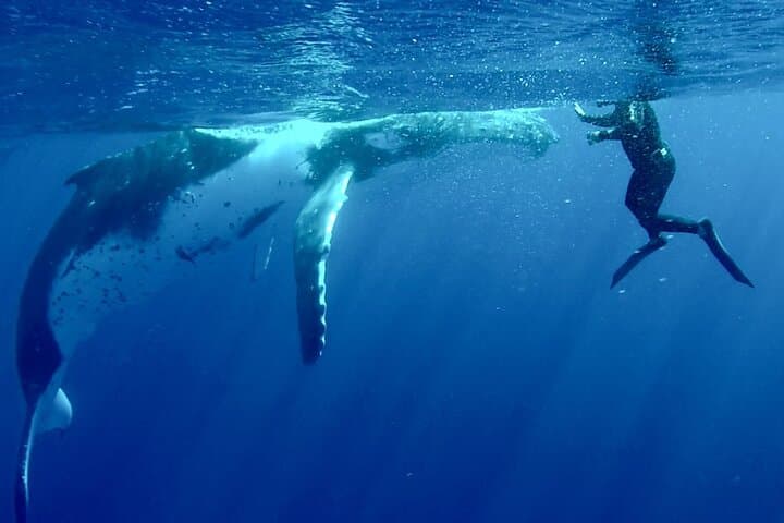 Respectful Whale Watching Excursion from Papeete — Half-Day Tahiti Humpback Tour photo 5