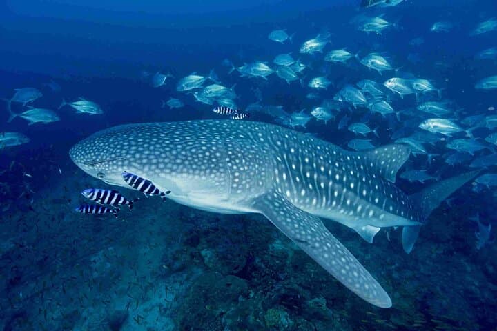 Full-Day Koh Bon Manta Ray Dive from Phuket — Guided Scuba Adventure photo 2
