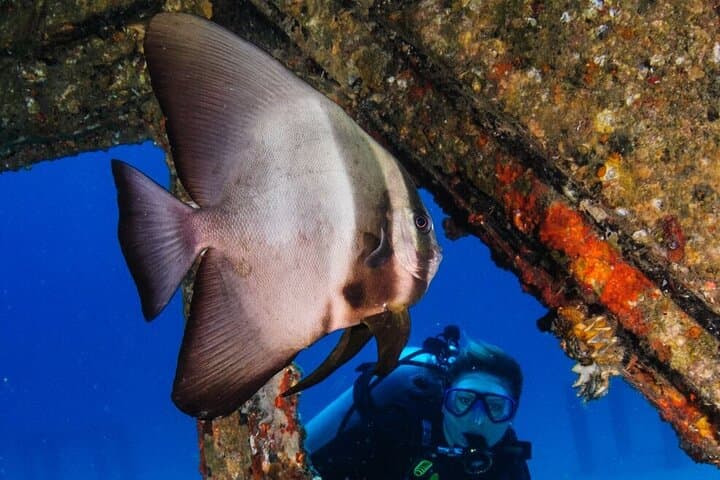 Refresher Scuba Diving at Racha Noi & Racha Yai — 3 Dives from Phuket photo 2