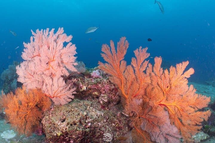 Similan Islands 2-Day Liveaboard: Advanced Scuba Diving from Phuket photo 5
