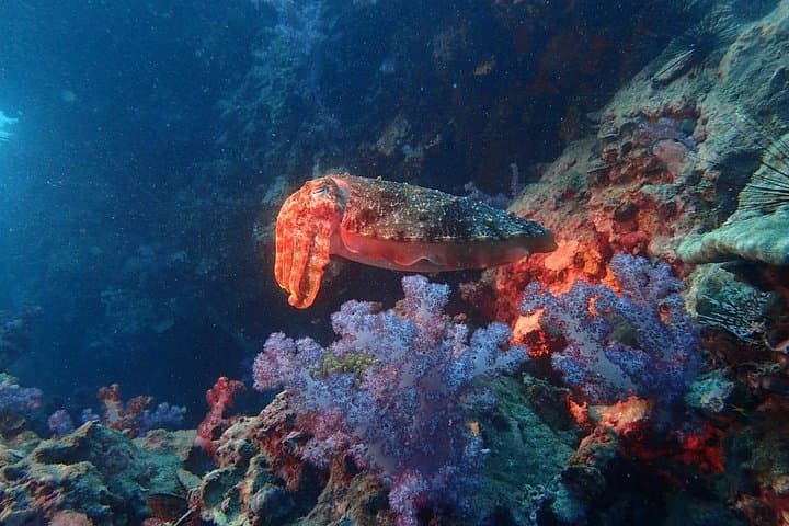 Racha Yai Dive Trip from Phuket — Two-Tank Scuba with Wrecks and Coral Gardens photo 3