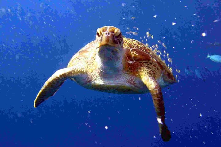 Private Racha Yai & Racha Noi Day Dive from Phuket — 3 Guided Dives with Lunch photo 2