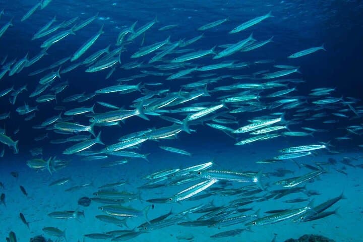 Private Racha Yai & Racha Noi Day Dive from Phuket — 3 Guided Dives with Lunch photo 4