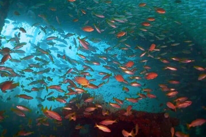 Phuket King Cruiser Wreck: 3-Dive Day Trip to Shark Point & Koh Doc Mai photo 2