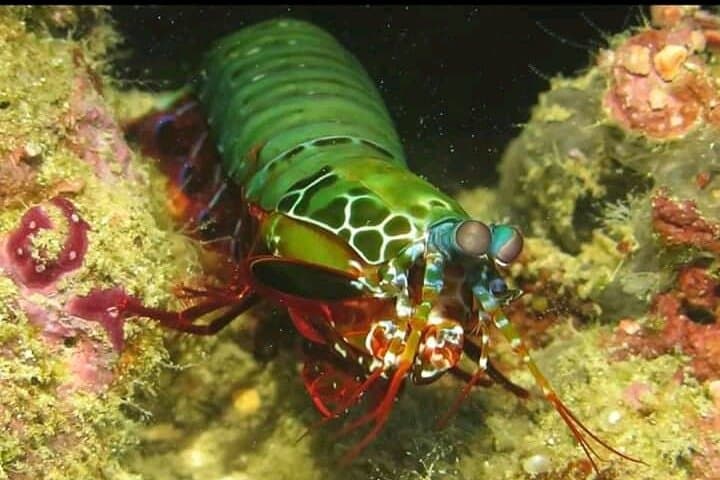 Racha Yai & Racha Noi Day Dive from Phuket — 3-Dive Marine Adventure photo 2