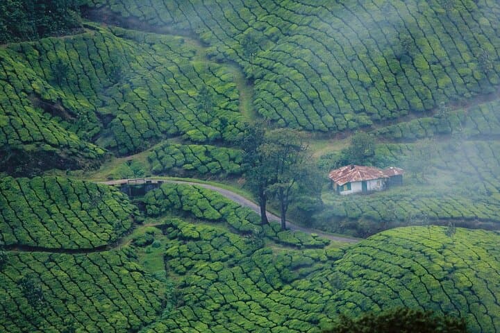 Short Break Kerala: 4-Day Munnar, Thekkady & Alleppey Backwaters Escape photo 4