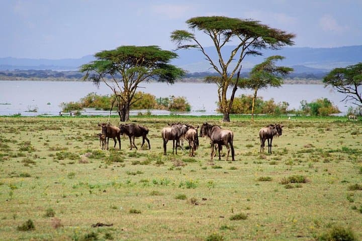 3-Day Maasai Mara Safari from Nairobi — Big Five Game Drives & Giraffe Manor Night photo 3