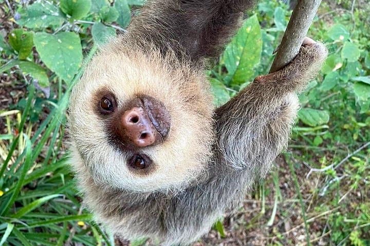 Sloth Sanctuary Wildlife Hike in Bijagua — Spot Two- and Three-Toed Sloths Near Tamarindo