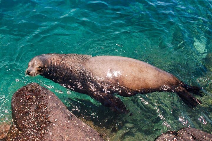 North Seymour Day Trip from Puerto Ayora: Snorkel with Sea Lions and Boobies photo 6