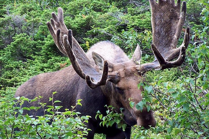 Canmore Rocky Mountains Private Photo Safari — 4-Hour Majestic Mountain Drive photo 3