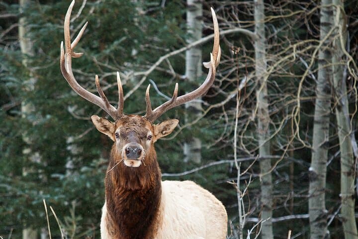Into the Wild: Semi-Private Wilderness & Wildlife Hike in Kananaskis (3-Hour) photo 4