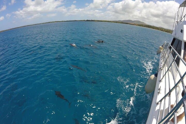 Guam Dolphin Watching Cruise & Fish Eye Underwater Observatory Tour photo 4