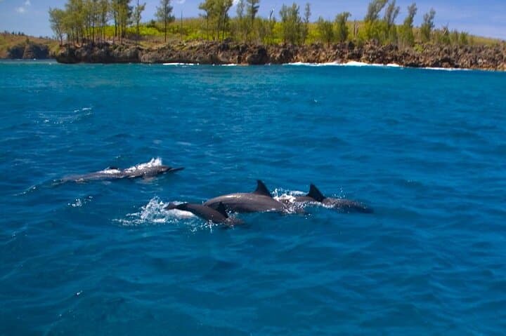 Guam Dolphin Watching Cruise & Fish Eye Underwater Observatory Tour photo 6
