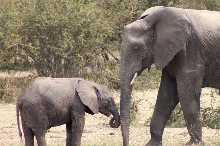 3-Day Safari Through Tarangire and Ngorongoro Crater photo 5