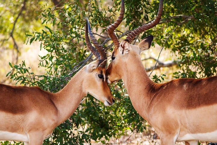 3-Day Safari Through Tarangire and Ngorongoro Crater photo 6