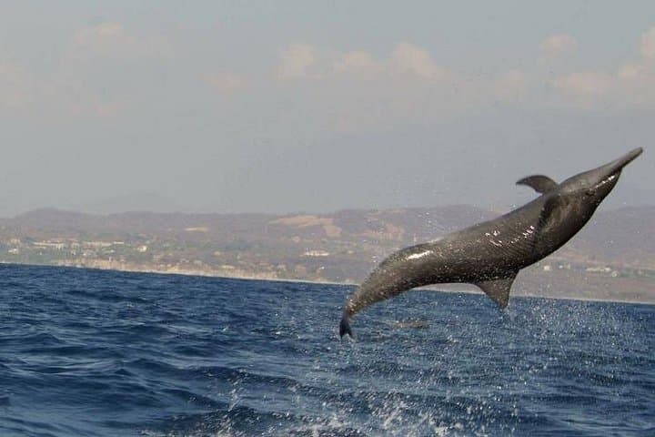Dolphin and Whale Watching in Puerto Escondido — Small-Boat Marine Wildlife Tour photo 2