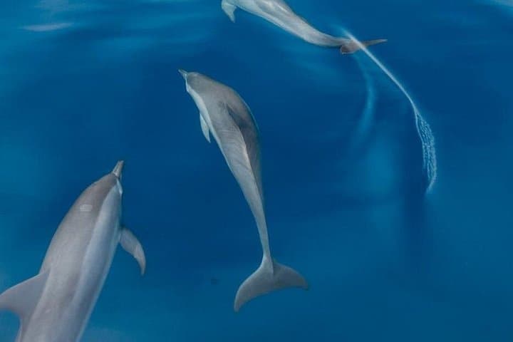 Dolphin and Whale Watching in Puerto Escondido — Small-Boat Marine Wildlife Tour photo 4