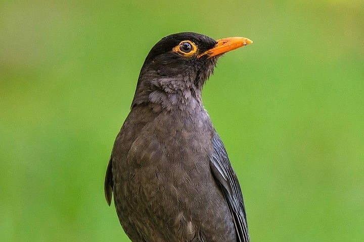 Kotagiri Birding Photo Journey: 2-Day Private Tour in the Nilgiris photo 3