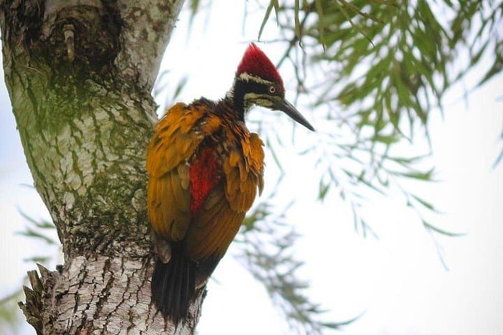 Kotagiri Birding Photo Journey: 2-Day Private Tour in the Nilgiris photo 2
