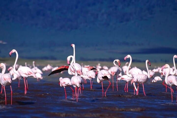 Budget 6-Day Mid-Range Tanzania Safari: Tarangire, Serengeti & Ngorongoro photo 5
