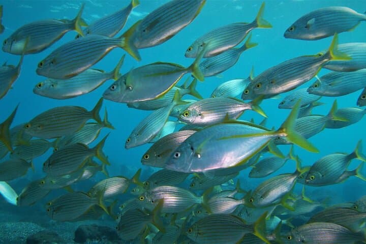 Madeira Open Water Diver Course (SSI or PADI) near the Whale Museum photo 2