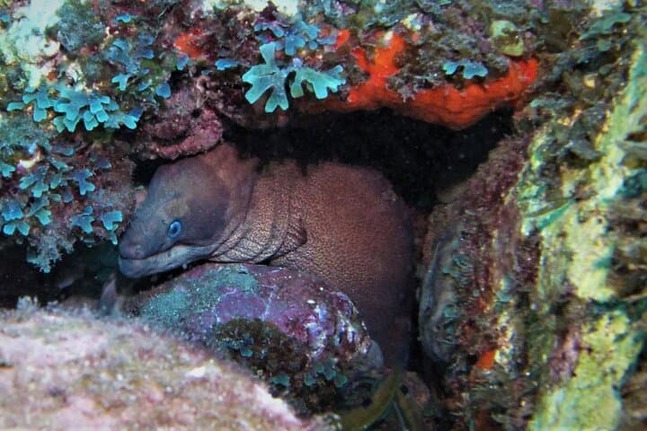 Madeira Open Water Diver Course (SSI or PADI) near the Whale Museum photo 4