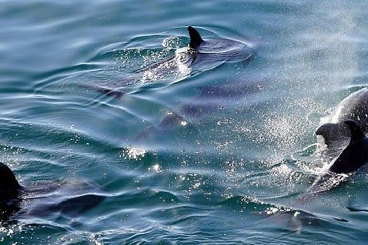 Swim with Wild Dolphins at Dolphin House Hurghada - Boat Snorkel Adventure photo 3