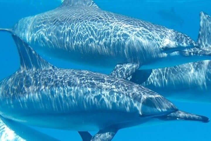 Swim with Wild Dolphins at Dolphin House Hurghada - Boat Snorkel Adventure photo 4