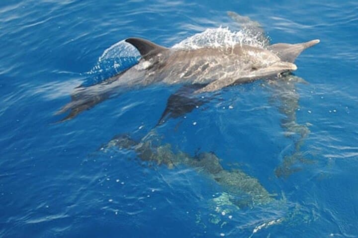 Swim with Wild Dolphins at Dolphin House Hurghada - Boat Snorkel Adventure photo 5