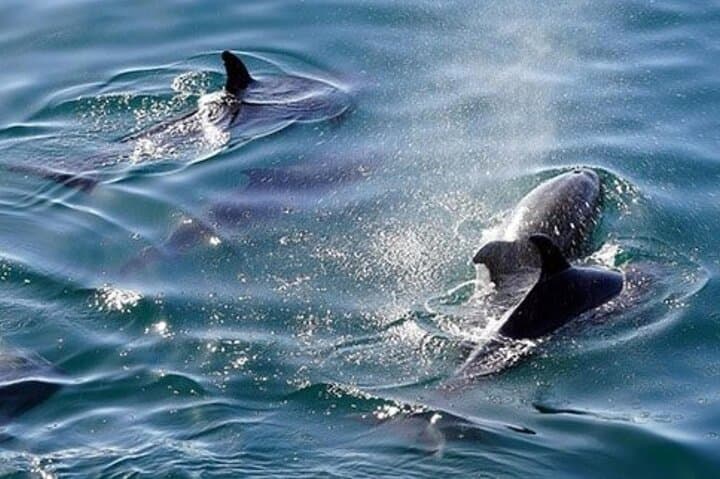 Full-Day Snorkeling Trip to Sharm El Naga from Hurghada photo 6
