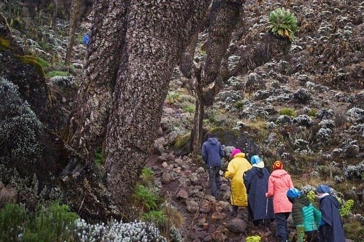 Private Kilimanjaro Rongai Route: 6-Day Summit Trek from Moshi photo 3