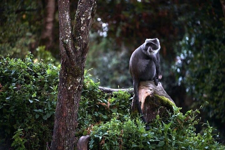 Private Kilimanjaro Rongai Route: 6-Day Summit Trek from Moshi photo 5