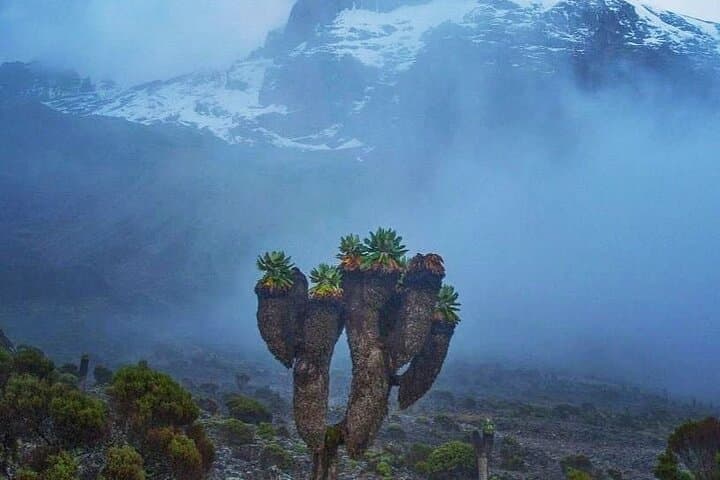 Kilimanjaro Lemosho Route: Private 8-Day Summit Trek to Uhuru Peak photo 4