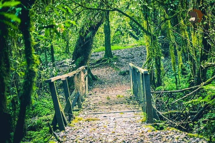 Shira Route Kilimanjaro Trek: Private 6-Day Ascent to Uhuru Peak photo 4
