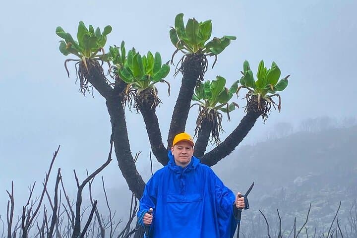Shira Route Kilimanjaro Trek: Private 6-Day Ascent to Uhuru Peak photo 5