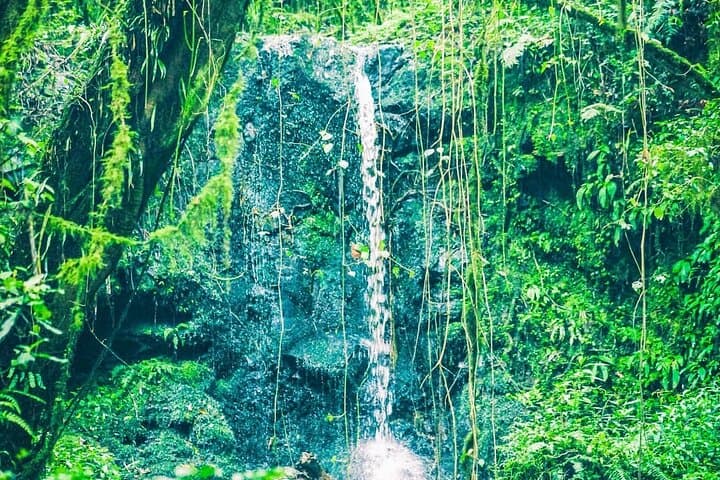7-Day Machame Route: Kilimanjaro Ascent from Moshi photo 5