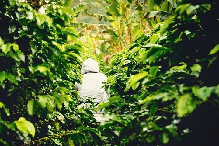Cobán Coffee Farm Tour: Half-Day Plantation Walk & Tasting photo 6