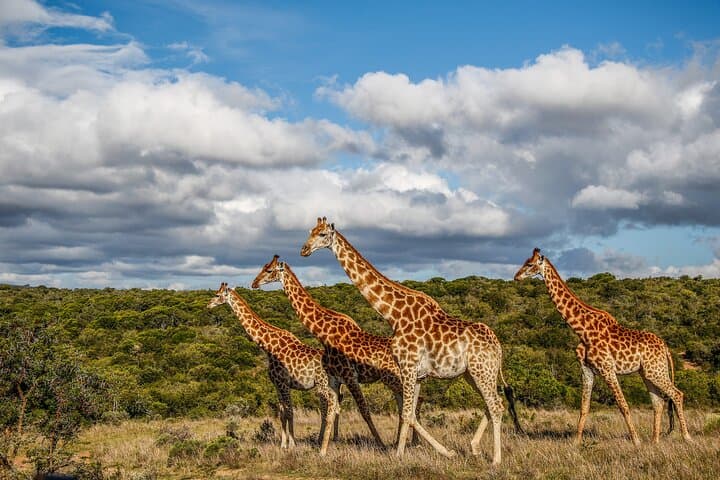 Pumba Private Game Reserve Day Safari — Big Five Game Drive in Eastern Cape photo 2