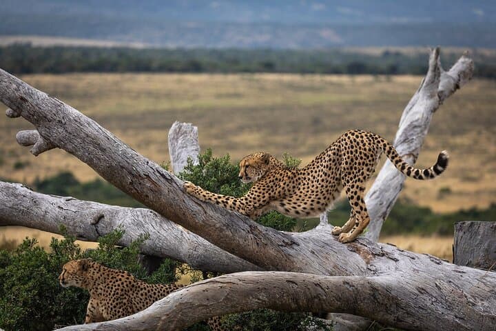 Pumba Private Game Reserve Day Safari — Big Five Game Drive in Eastern Cape photo 3