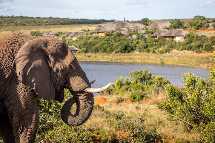 Pumba Private Game Reserve Day Safari — Big Five Game Drive in Eastern Cape photo 5
