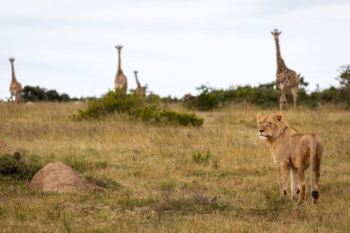 Pumba Private Game Reserve Day Safari — Big Five Game Drive in Eastern Cape photo 6