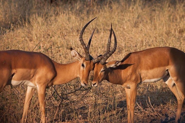 Inside Nairobi National Park: A Half-Day Game Drive Experience on the City’s Wild Edge photo 6