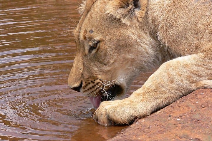 Inside Nairobi National Park: A Half-Day Game Drive Experience on the City’s Wild Edge photo 3