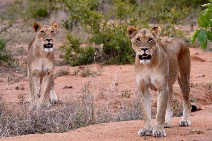 Inside Nairobi National Park: A Half-Day Game Drive Experience on the City’s Wild Edge