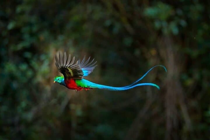 Quetzal Birdwatching at Ranchitos del Quetzal: Private Full-Day Tour from Cobán
