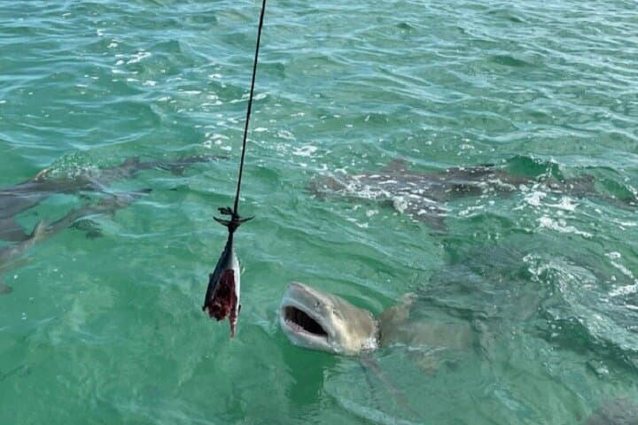 Key West Shark and Wildlife Catamaran Tour — Safe, Up‑Close Shark Viewing photo 5