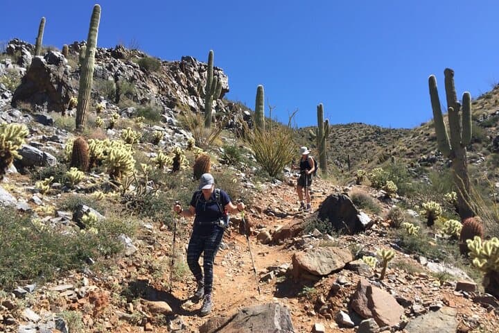 Scottsdale Desert Classic: Guided Hiking in McDowell Sonoran Preserve photo 6