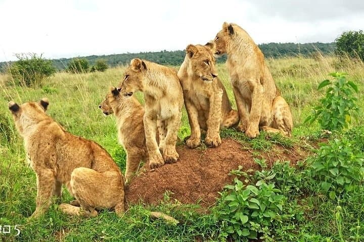 Amboseli Day Safari from Nairobi: Elephants, Kilimanjaro Views & Maasai Culture photo 3