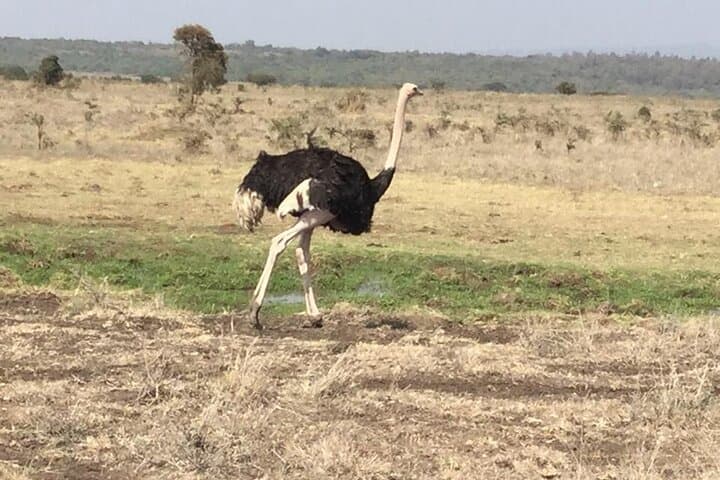 Amboseli Day Safari from Nairobi: Elephants, Kilimanjaro Views & Maasai Culture photo 4
